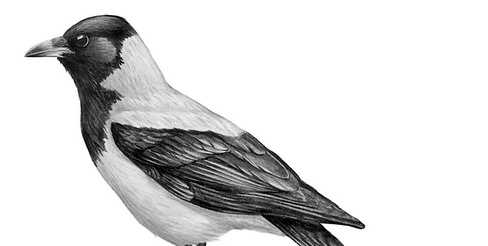 Иллюстрация к книге — Бюро лесных услуг. С вопросами и ответами для почемучек [i_013.jpg]