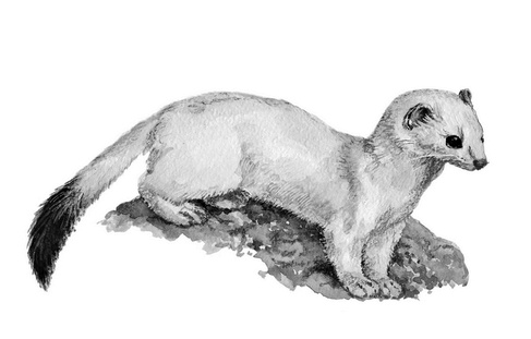 Иллюстрация к книге — Бюро лесных услуг. С вопросами и ответами для почемучек [i_016.jpg]