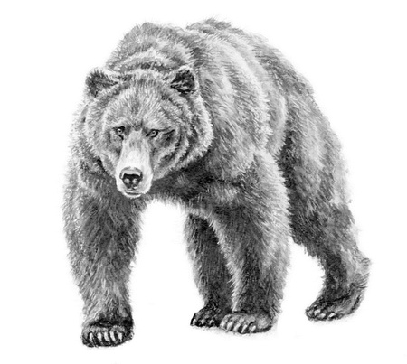 Иллюстрация к книге — Бюро лесных услуг. С вопросами и ответами для почемучек [i_020.jpg]