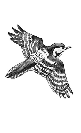 Иллюстрация к книге — Бюро лесных услуг. С вопросами и ответами для почемучек [i_024.jpg]