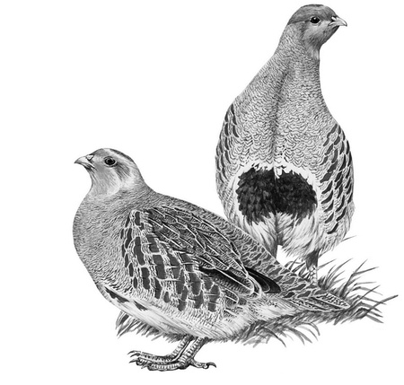 Иллюстрация к книге — Бюро лесных услуг. С вопросами и ответами для почемучек [i_028.jpg]