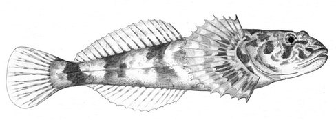 Иллюстрация к книге — Бюро лесных услуг. С вопросами и ответами для почемучек [i_029.jpg]