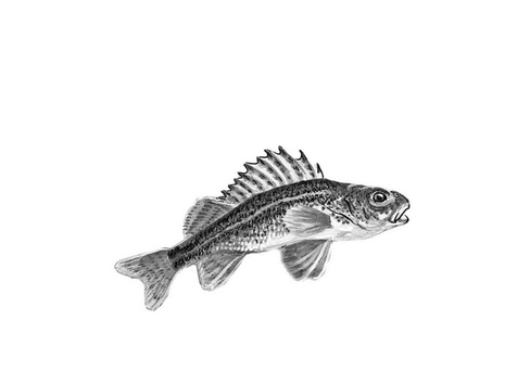 Иллюстрация к книге — Бюро лесных услуг. С вопросами и ответами для почемучек [i_030.jpg]