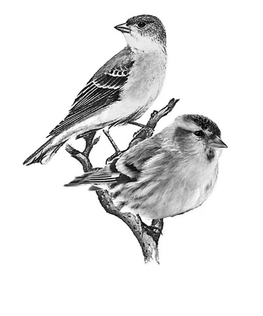 Иллюстрация к книге — Бюро лесных услуг. С вопросами и ответами для почемучек [i_033.jpg]