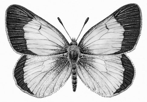 Иллюстрация к книге — Бюро лесных услуг. С вопросами и ответами для почемучек [i_037.jpg]