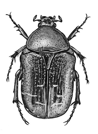 Иллюстрация к книге — Бюро лесных услуг. С вопросами и ответами для почемучек [i_038.jpg]