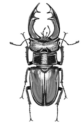 Иллюстрация к книге — Бюро лесных услуг. С вопросами и ответами для почемучек [i_040.jpg]