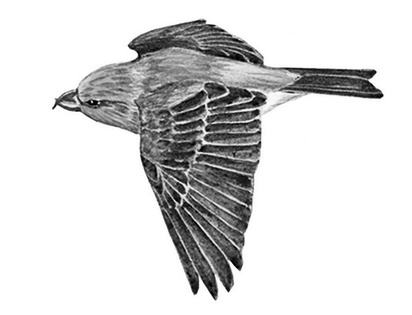 Иллюстрация к книге — Бюро лесных услуг. С вопросами и ответами для почемучек [i_041.jpg]