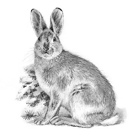 Иллюстрация к книге — Бюро лесных услуг. С вопросами и ответами для почемучек [i_043.jpg]