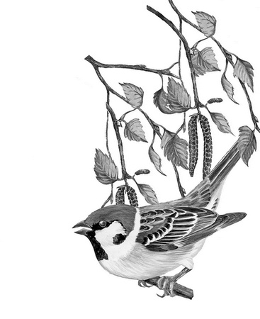 Иллюстрация к книге — Бюро лесных услуг. С вопросами и ответами для почемучек [i_046.jpg]