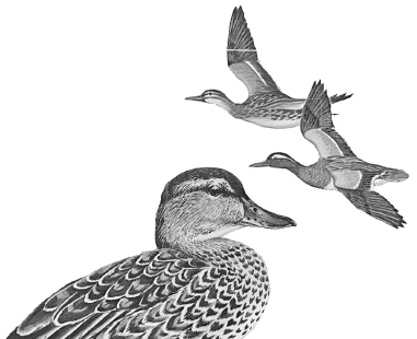 Иллюстрация к книге — Бюро лесных услуг. С вопросами и ответами для почемучек [i_051.jpg]