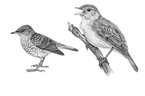 Иллюстрация к книге — Бюро лесных услуг. С вопросами и ответами для почемучек [i_053.jpg]