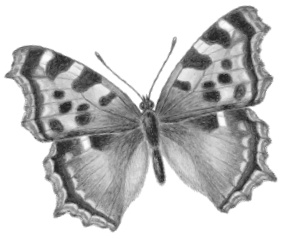 Иллюстрация к книге — Бюро лесных услуг. С вопросами и ответами для почемучек [i_055.jpg]