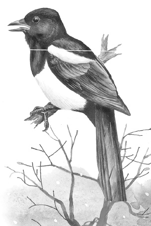 Иллюстрация к книге — Бюро лесных услуг. С вопросами и ответами для почемучек [i_058.jpg]