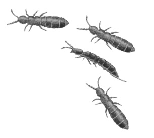 Иллюстрация к книге — Бюро лесных услуг. С вопросами и ответами для почемучек [i_059.jpg]