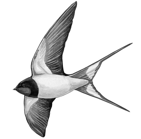 Иллюстрация к книге — Бюро лесных услуг. С вопросами и ответами для почемучек [i_063.jpg]