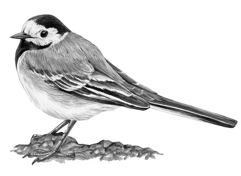 Иллюстрация к книге — Бюро лесных услуг. С вопросами и ответами для почемучек [i_065.jpg]