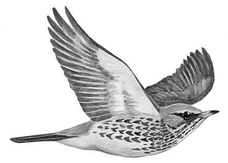 Иллюстрация к книге — Бюро лесных услуг. С вопросами и ответами для почемучек [i_066.jpg]