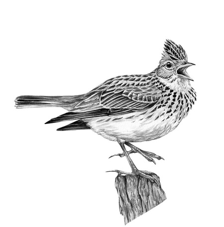 Иллюстрация к книге — Бюро лесных услуг. С вопросами и ответами для почемучек [i_071.jpg]