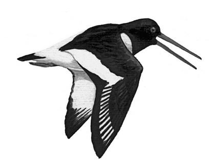 Иллюстрация к книге — Бюро лесных услуг. С вопросами и ответами для почемучек [i_072.jpg]