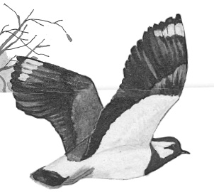 Иллюстрация к книге — Бюро лесных услуг. С вопросами и ответами для почемучек [i_073.jpg]