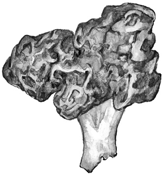 Иллюстрация к книге — Бюро лесных услуг. С вопросами и ответами для почемучек [i_075.jpg]