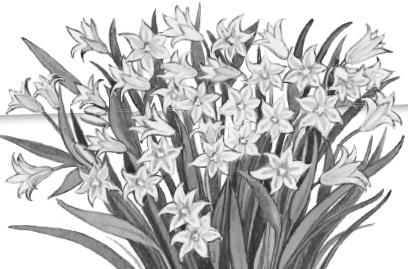 Иллюстрация к книге — Бюро лесных услуг. С вопросами и ответами для почемучек [i_076.jpg]