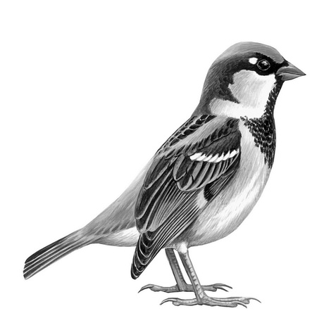 Иллюстрация к книге — Бюро лесных услуг. С вопросами и ответами для почемучек [i_078.jpg]