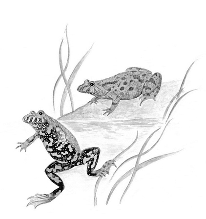 Иллюстрация к книге — Бюро лесных услуг. С вопросами и ответами для почемучек [i_082.jpg]