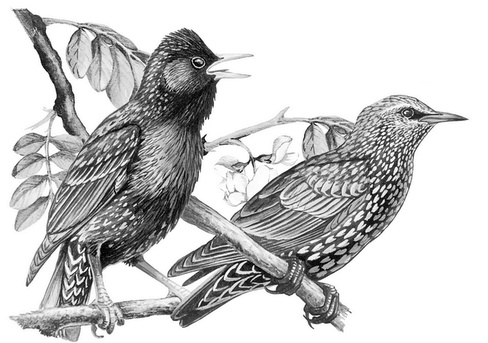 Иллюстрация к книге — Бюро лесных услуг. С вопросами и ответами для почемучек [i_085.jpg]