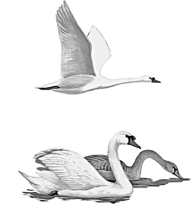 Иллюстрация к книге — Бюро лесных услуг. С вопросами и ответами для почемучек [i_086.jpg]