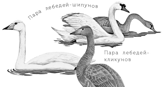 Иллюстрация к книге — Бюро лесных услуг. С вопросами и ответами для почемучек [i_087.jpg]