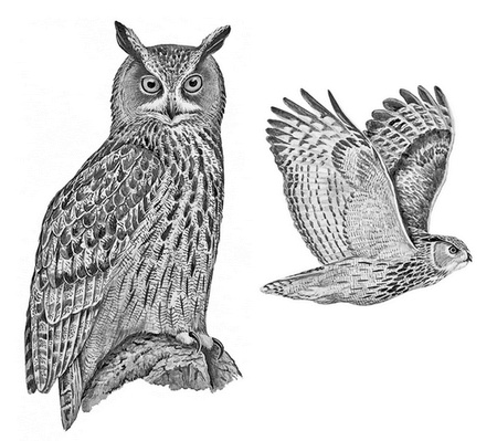 Иллюстрация к книге — Бюро лесных услуг. С вопросами и ответами для почемучек [i_089.jpg]