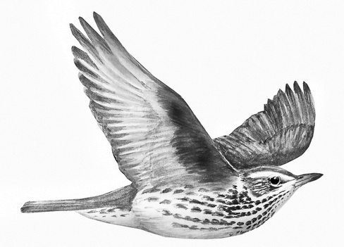 Иллюстрация к книге — Бюро лесных услуг. С вопросами и ответами для почемучек [i_092.jpg]