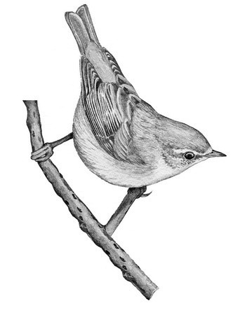 Иллюстрация к книге — Бюро лесных услуг. С вопросами и ответами для почемучек [i_095.jpg]