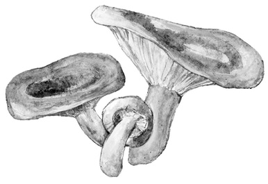 Иллюстрация к книге — Бюро лесных услуг. С вопросами и ответами для почемучек [i_096.jpg]