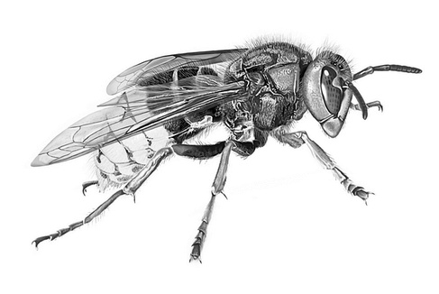 Иллюстрация к книге — Бюро лесных услуг. С вопросами и ответами для почемучек [i_099.jpg]