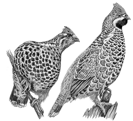 Иллюстрация к книге — Бюро лесных услуг. С вопросами и ответами для почемучек [i_100.jpg]