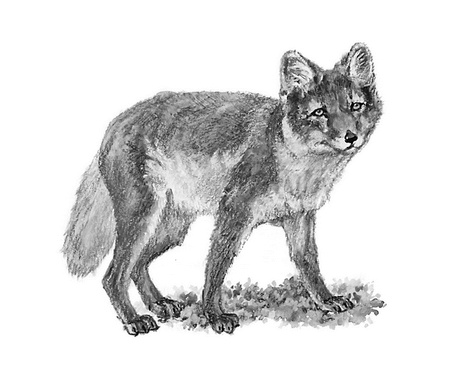 Иллюстрация к книге — Бюро лесных услуг. С вопросами и ответами для почемучек [i_101.jpg]