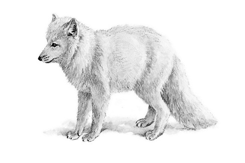 Иллюстрация к книге — Бюро лесных услуг. С вопросами и ответами для почемучек [i_102.jpg]