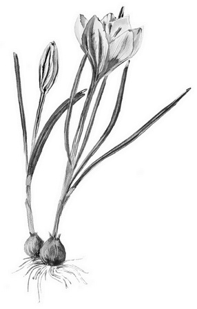 Иллюстрация к книге — Бюро лесных услуг. С вопросами и ответами для почемучек [i_104.jpg]