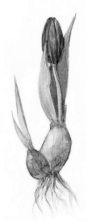 Иллюстрация к книге — Бюро лесных услуг. С вопросами и ответами для почемучек [i_105.jpg]