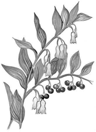 Иллюстрация к книге — Бюро лесных услуг. С вопросами и ответами для почемучек [i_106.jpg]