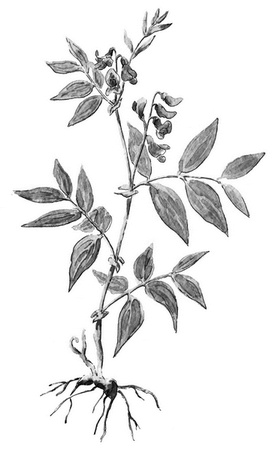 Иллюстрация к книге — Бюро лесных услуг. С вопросами и ответами для почемучек [i_107.jpg]