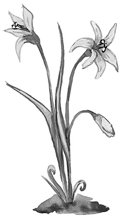 Иллюстрация к книге — Бюро лесных услуг. С вопросами и ответами для почемучек [i_109.jpg]