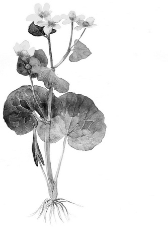 Иллюстрация к книге — Бюро лесных услуг. С вопросами и ответами для почемучек [i_111.jpg]