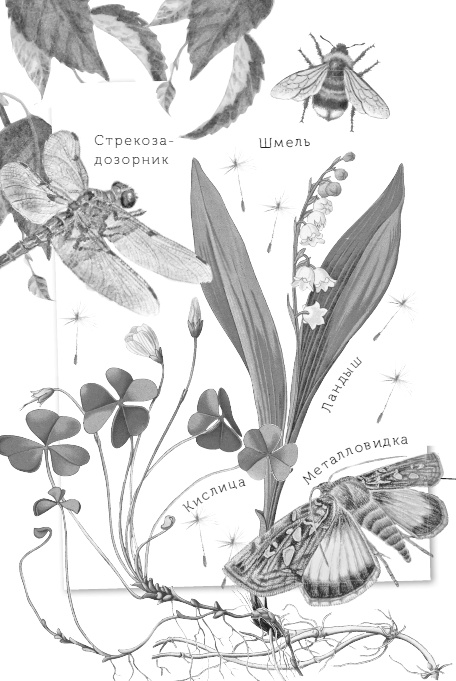 Иллюстрация к книге — Бюро лесных услуг. С вопросами и ответами для почемучек [i_112.jpg]