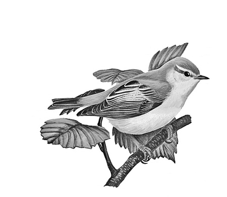 Иллюстрация к книге — Бюро лесных услуг. С вопросами и ответами для почемучек [i_113.jpg]