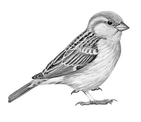 Иллюстрация к книге — Бюро лесных услуг. С вопросами и ответами для почемучек [i_114.jpg]