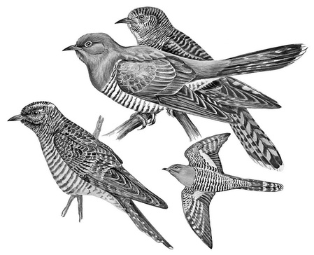 Иллюстрация к книге — Бюро лесных услуг. С вопросами и ответами для почемучек [i_115.jpg]